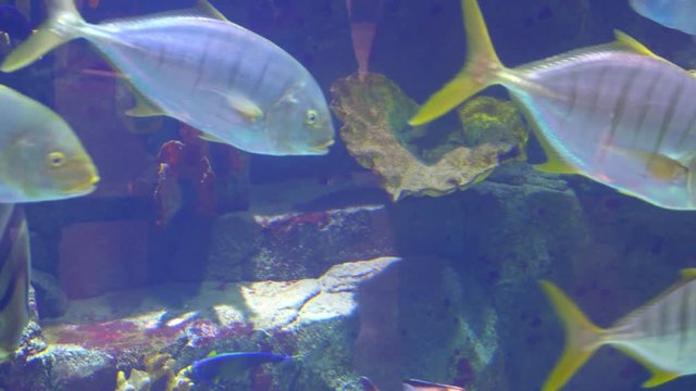 Aquarium, Fish Tank, Coral Reef Animals Nature