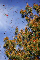 Fototapeta premium Monarch Butterfly Biosphere Reserve, Michoacan, Mexico