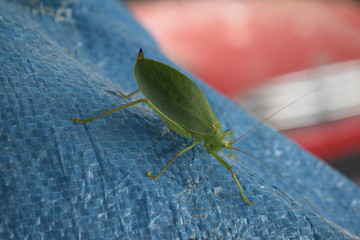 Katydid 
