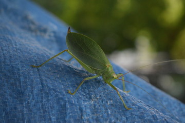 Katydid 