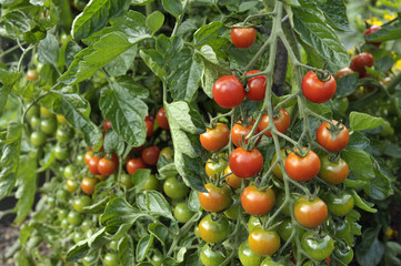 Tomato