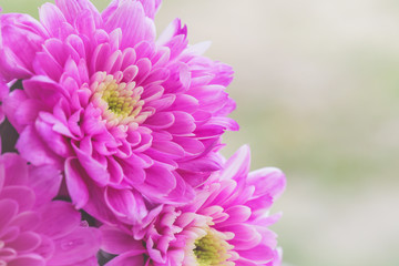 Close up Pink chrysanthemum pattern. Love, Wedding and Valentines day concept.