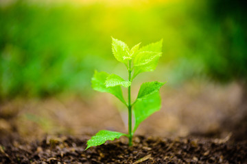 Top view of young tree with soil in background. Earth Day concept.