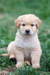 Golden Puppy sits on lawn