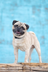Obraz premium Pug standing in front of blue wall