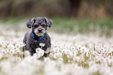 Small grey mixed breed standing in dandelions