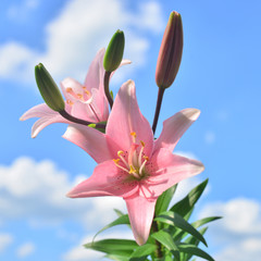 Beautiful flowers lilies pink against the blue sky and clouds