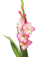 Branch of a gladiolus pink flower isolated on white background. Flat lay, top view