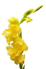 Gladiolus branch yellow flower isolated on white background. Flat lay, top view © Flower Studio