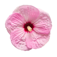 Hibiscus flower isolated on white background. Flat lay, top view