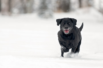 Black lab running through snow