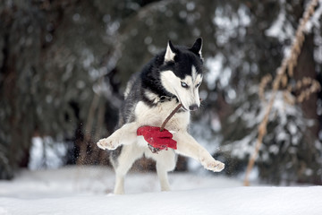 Huksy playing with toy