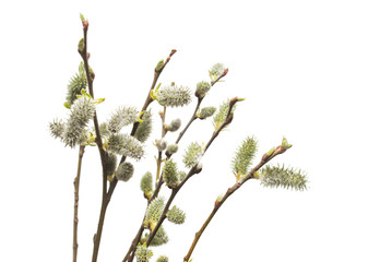 Willow twigs isolated on white background. Spring flowering of trees. Flowers. Blossom. Flat lay, top view