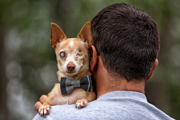 One eyed Chihuahua looking over man's shoulder