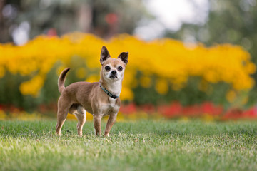 Chihuahua poses in front of flowers