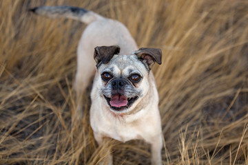 Obraz premium Happy pug cross looking up