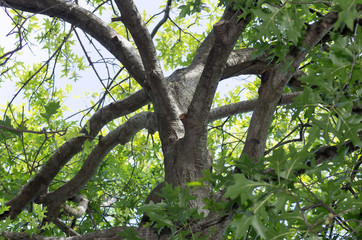 Fototapeta premium Pruned Maple