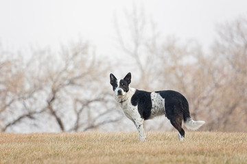 Large Dog standing outside in winter