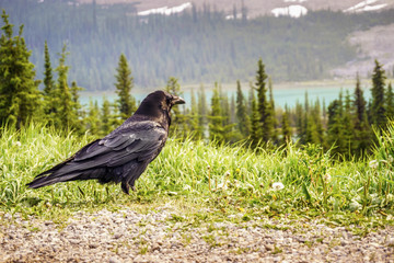 Common raven in Jasper National Park, Alberta, Canada