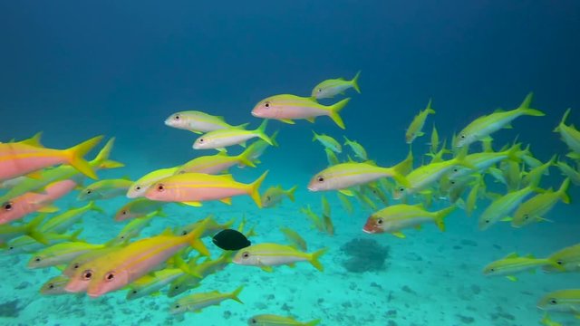 A school of colorful Snapper swimming around a tropical coral reef