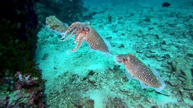 A group of mating Cuttlefish deep on a tropical coral reef
