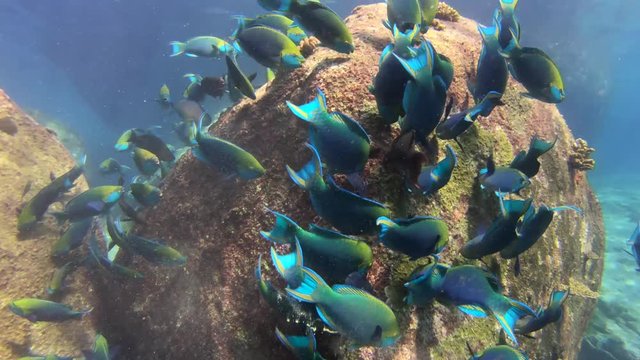 A colourful shoal of Parrot Fish feeding on a shallow tropical coral reef system in Asia