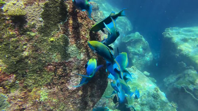 A colorful school of Parrotfish feeding on a tropical coral reef