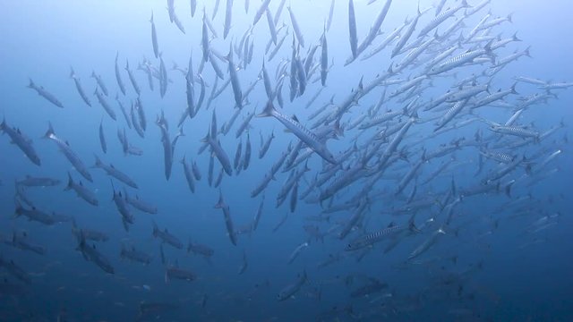 A large swirling school of Barracuda in a blue water ocean above a tropical coral reef