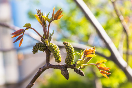 Walnut blooms. Walnuts young leaves and inflorescence on a city background. flower of walnut on the branch of tree in the spring. Collect pollen from flowers and buds