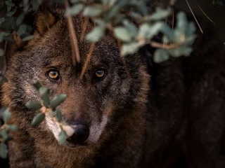Crédence de cuisine en verre imprimé Loup Loup ibérique (Canis lupus signatus) caché dans la brousse