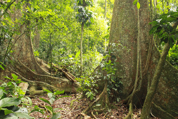 Inside a tropical jungle Henri Pittier National Park Venezuela