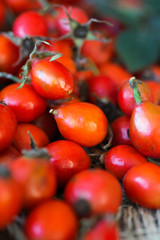 Dog rose with bunch branch Rosehips, types Rosa canina hips. Medicinal plants and herbs composition 