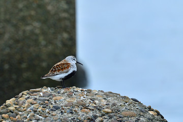 つぶらな瞳のハマシギ