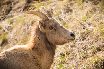 Smile Big Horn