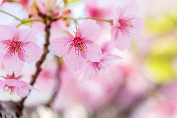 河津桜