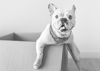 Closeup of French bulldog
