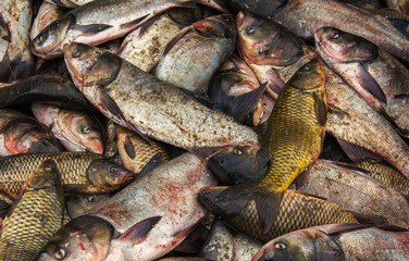 industrial fishing. illegal fishing and seafood.