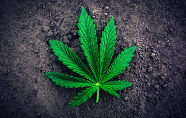  marijuana  background. bush cannabis.