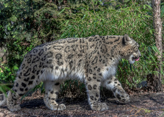 Iconic Spots on a Snow Leopard Foraging on the Ground
