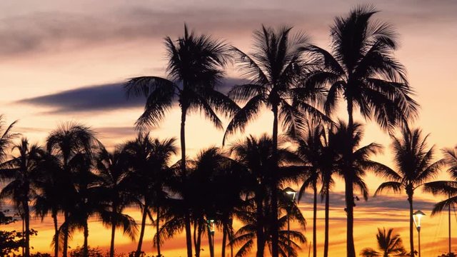 Professional video of palm tree sunset in Hawaii in 4k slow motion 60fps