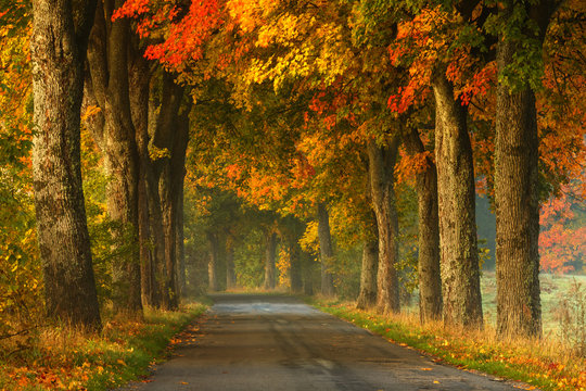 Autumn country road alley / Beautiful old autumnal season trees scenery in north Poland