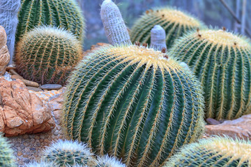 Close up cactus in the garden.