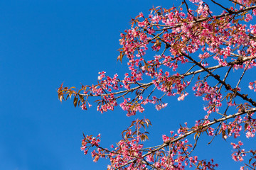 Cherry blossom named 