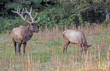 Large bull elk keeps an eye on a female from his harem.