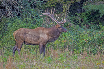 Massive Antlered Bull Elk stands in green grass.