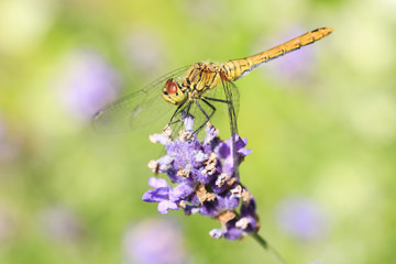 Dragonfly on Lavender flower / Macro photography of awesome natural insect and plant live scenics