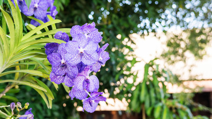 purple orchid flower in a garden.