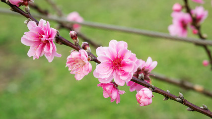 Obraz premium Pink peach blossom in the garden.
