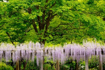 藤の花./藤棚に咲く藤の花です.