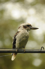 bird kookaburra